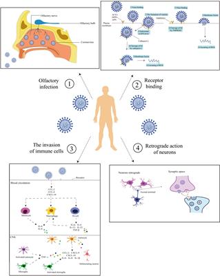 Infection routes, invasion mechanisms, and drug inhibition pathways of human coronaviruses on the nervous system